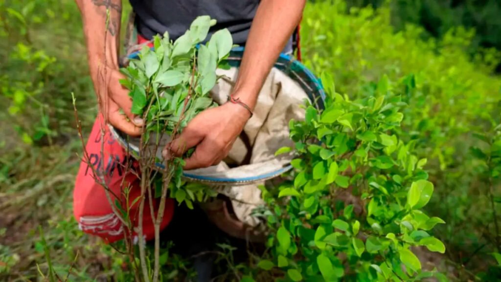 Cultivo de coca