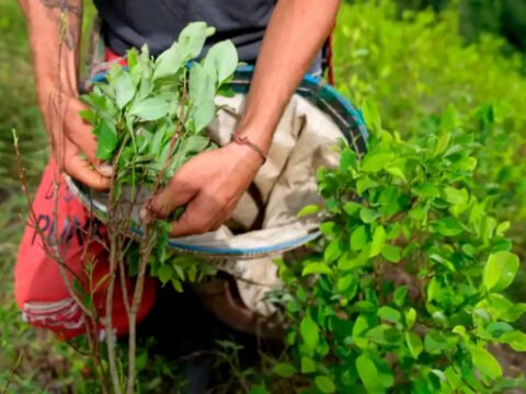 Cultivo de coca