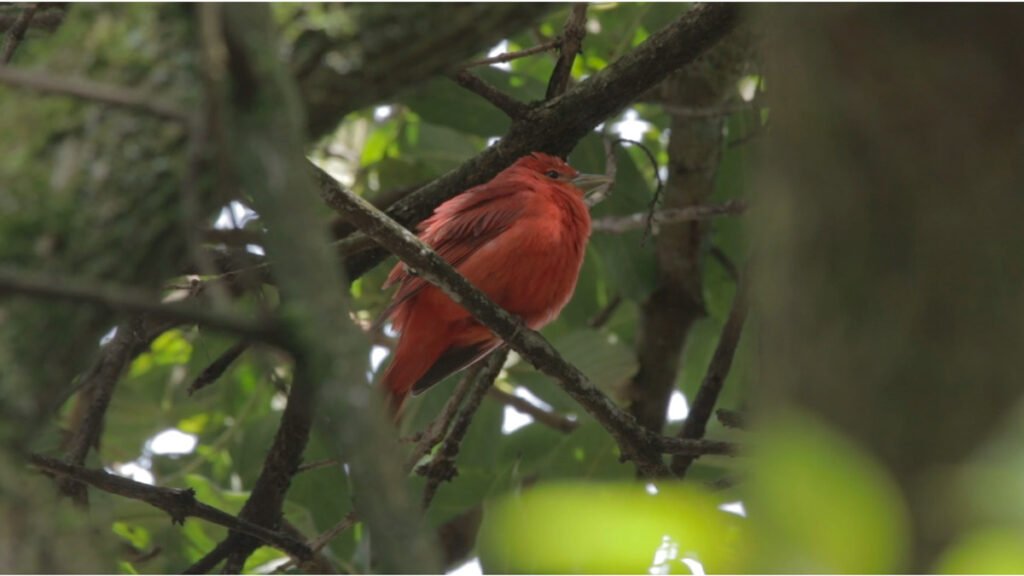 Pájaro rojo