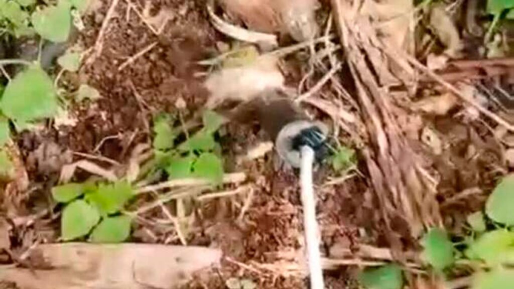 Artefacto explosivo