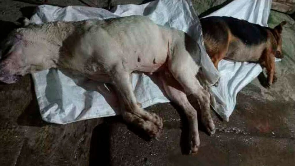 Perros envenenados en La Llanada, Nariño