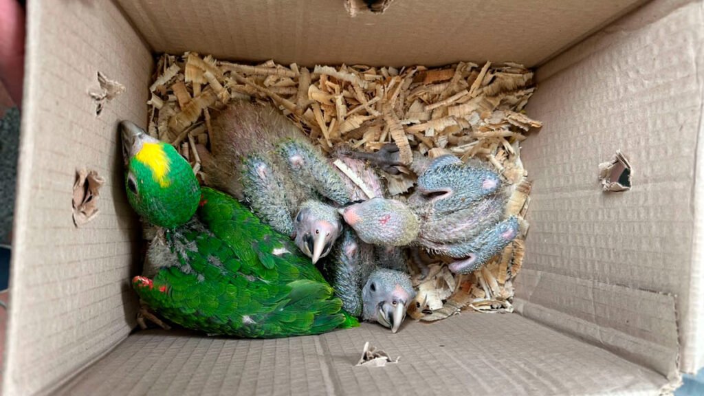 Rescatan loros en La Cruz