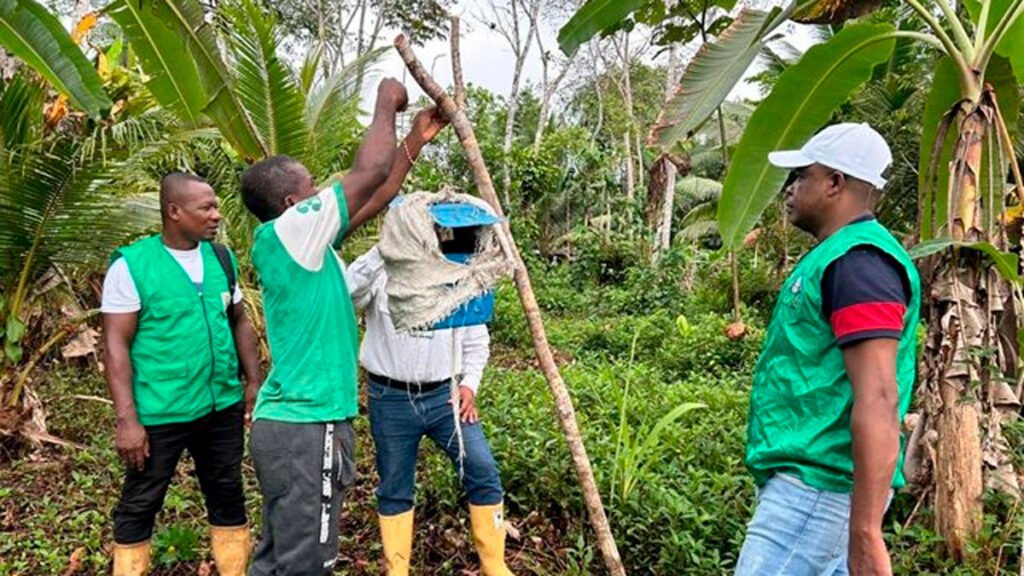 El ICA le entregó a Fedecoco más de 2.000 millones de pesos para combatir el Picudo Negro