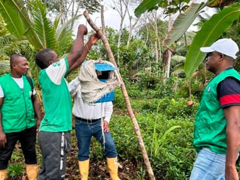 El ICA le entregó a Fedecoco más de 2.000 millones de pesos para combatir el Picudo Negro