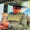 Recuperan un ocelote en Tumaco