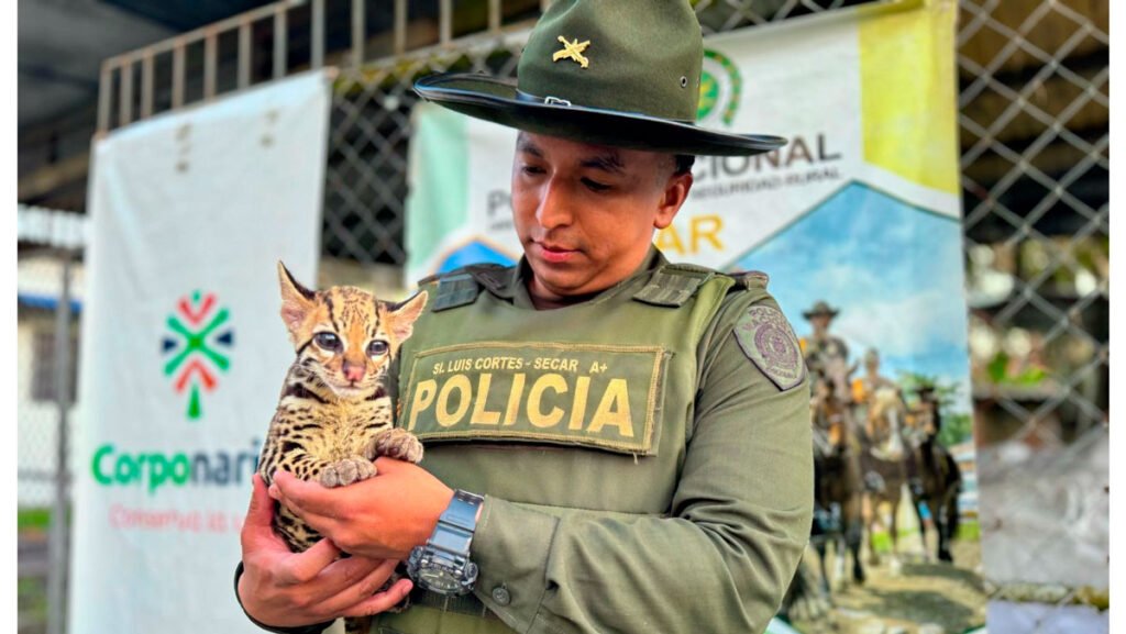 Recuperan un ocelote en Tumaco