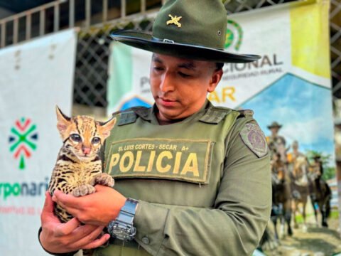 Recuperan un ocelote en Tumaco