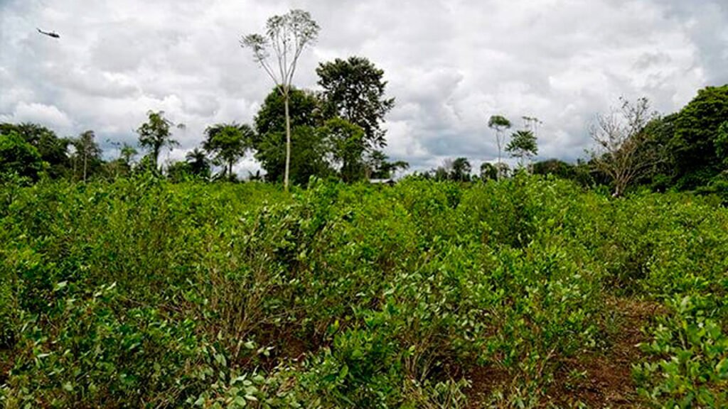 Cultivo de coca