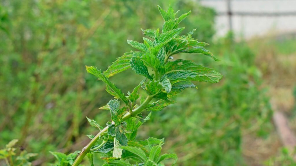 Planta medicinal en El Encano, Pasto