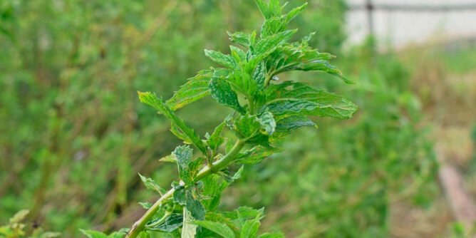 Planta medicinal en El Encano, Pasto