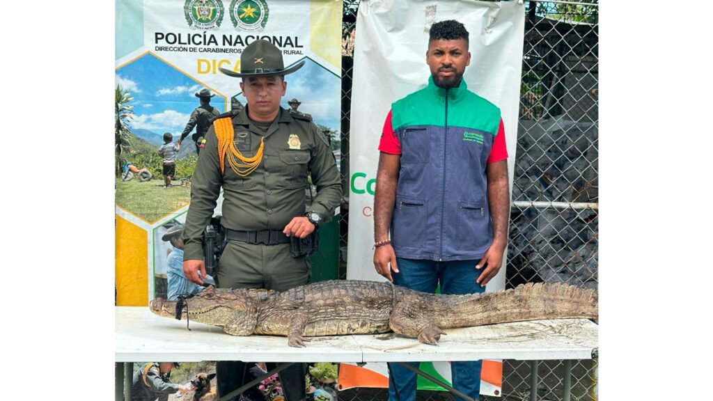 Policía rescata un caimán en Tumaco