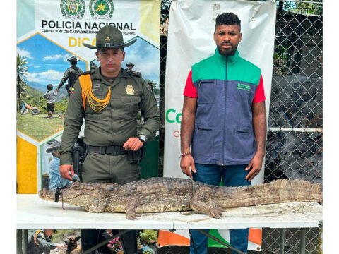 Policía rescata un caimán en Tumaco