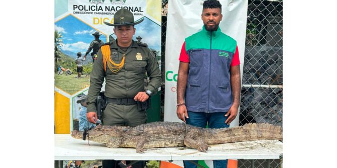 Policía rescata un caimán en Tumaco
