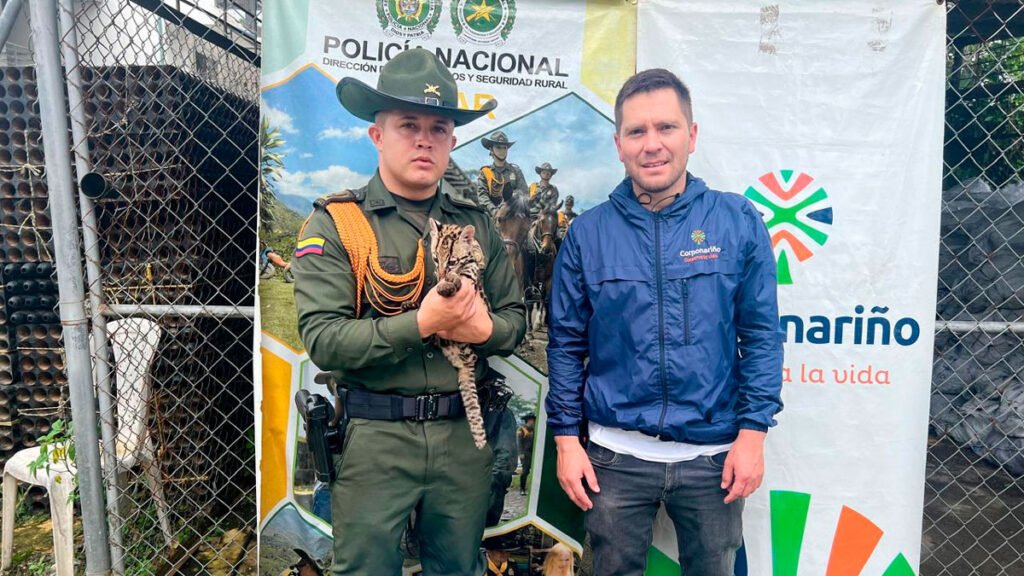 Rescatan un ocelote en El Charco