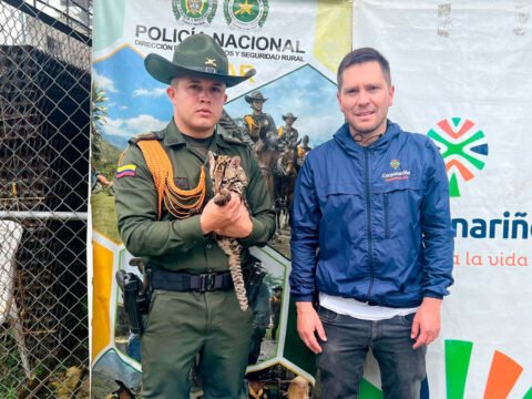 Rescatan un ocelote en El Charco