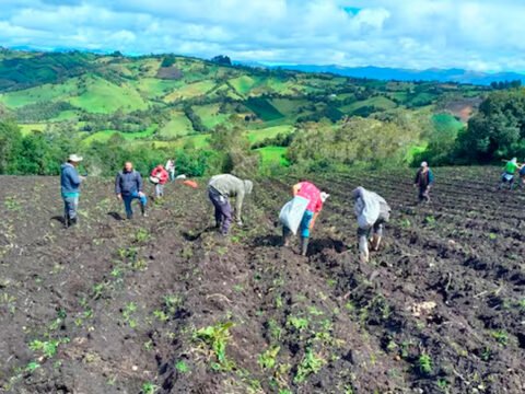 Cultivo de papa en Nariño