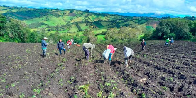 Cultivo de papa en Nariño