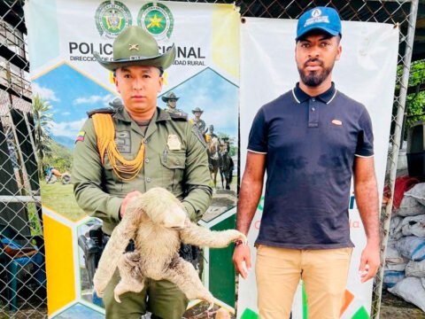 Rescatan perezoso en Tumaco