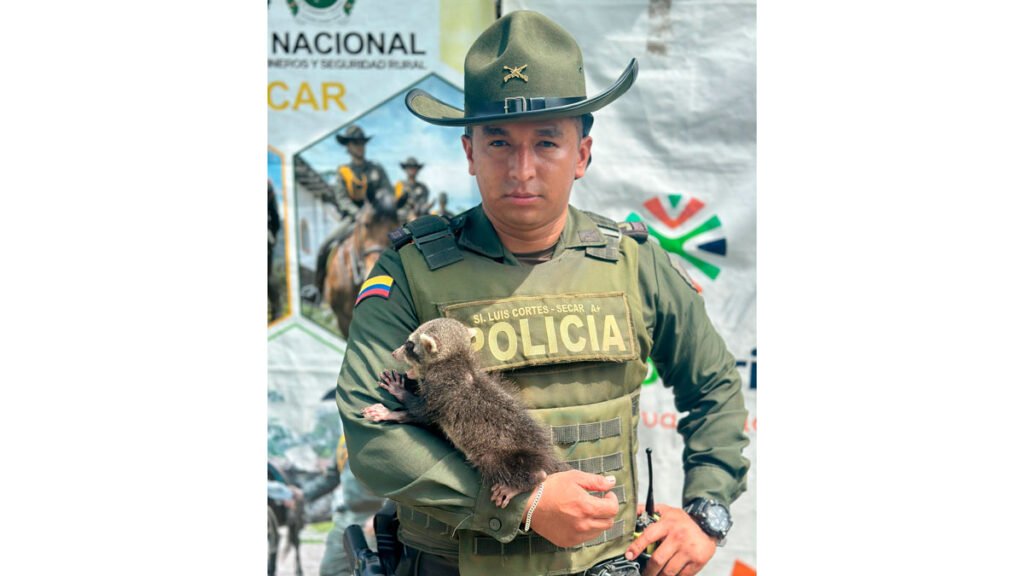 Rescataron un mapache en Tumaco