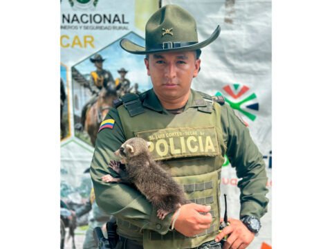 Rescataron un mapache en Tumaco