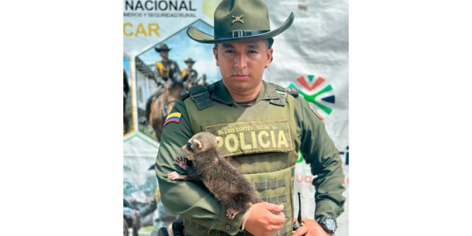 Rescataron un mapache en Tumaco