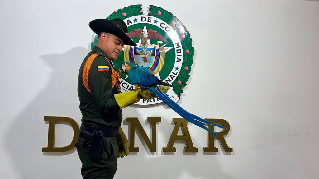 Policía rescató una guacamaya en La Unión, Nariño