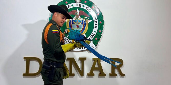 Policía rescató una guacamaya en La Unión, Nariño