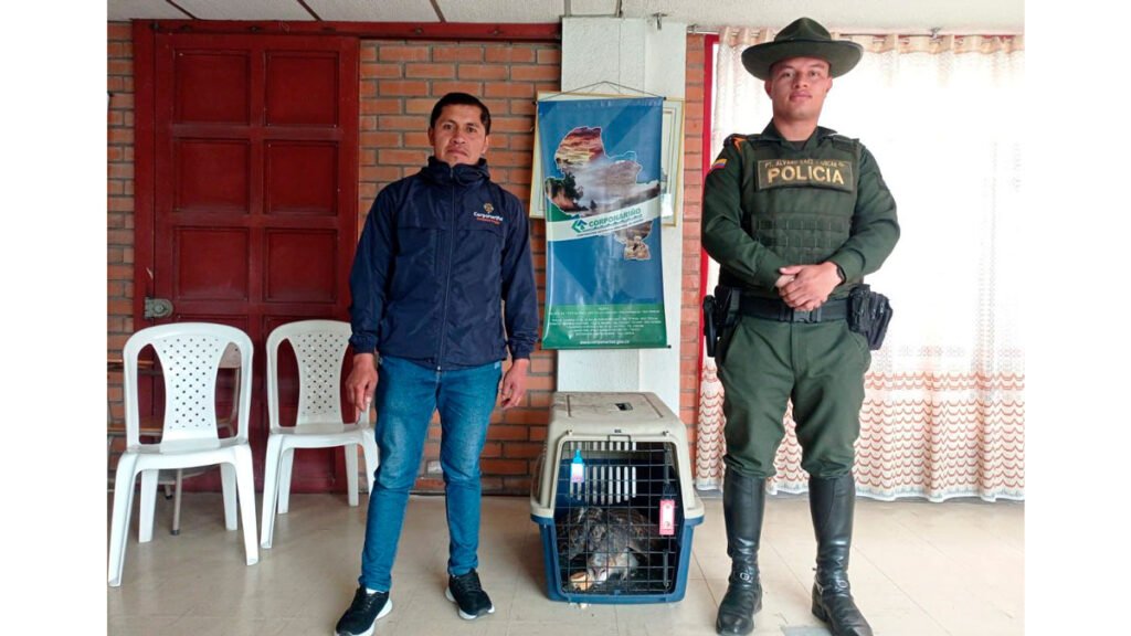 Policía recupera una lechuza en Ipiales