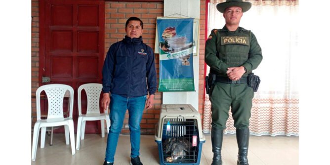 Policía recupera una lechuza en Ipiales