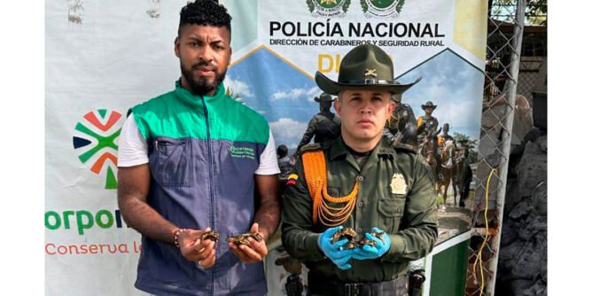 Rescatan tortugas morrocoy en Tumaco