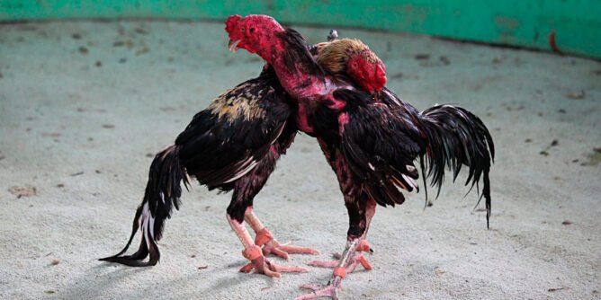 pelea de gallos