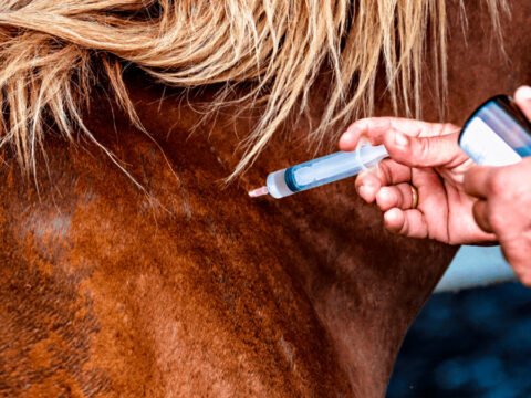 Vacunación equina en Sandoná