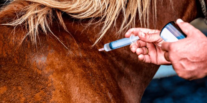 Vacunación equina en Sandoná