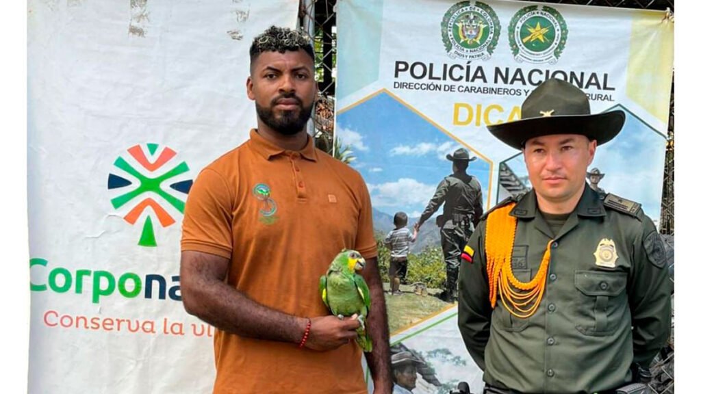 Recuperación de un loro silvestre