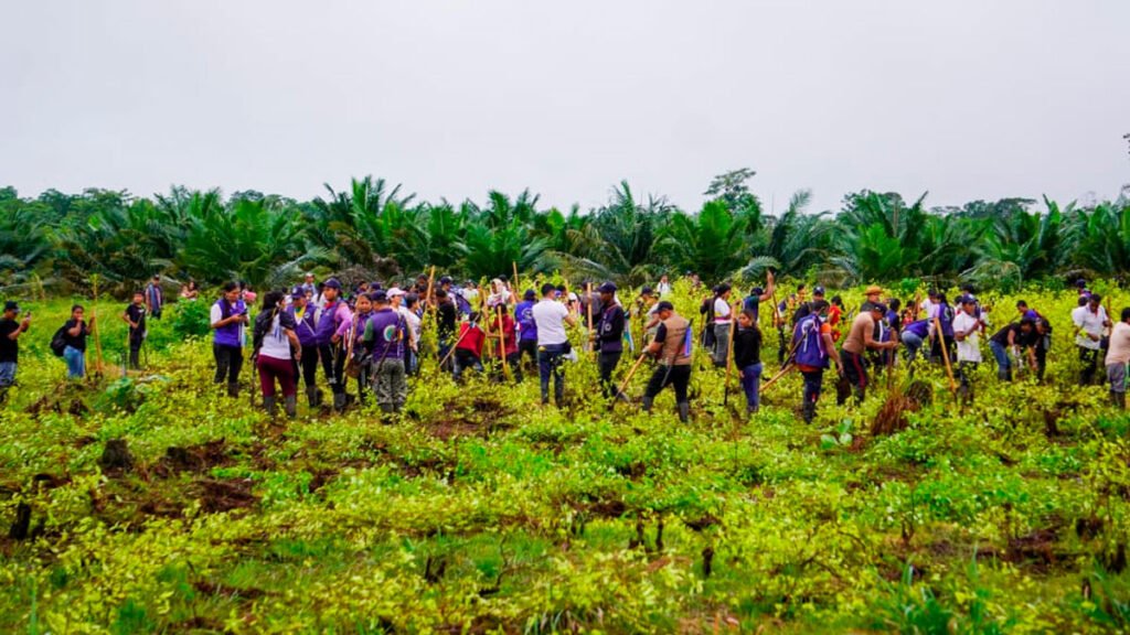 Comunidades Awá erradican cultivos de uso ilícito