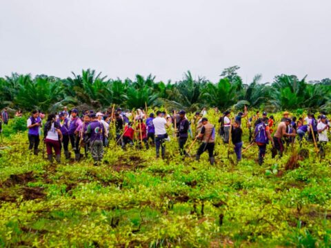 Comunidades Awá erradican cultivos de uso ilícito