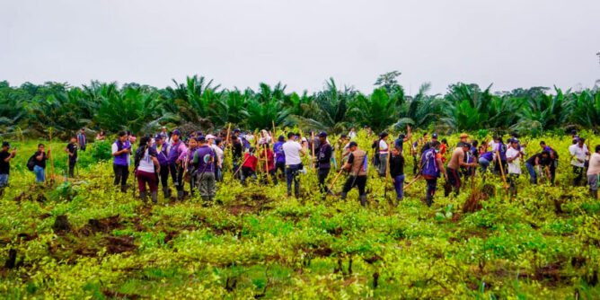 Comunidades Awá erradican cultivos de uso ilícito