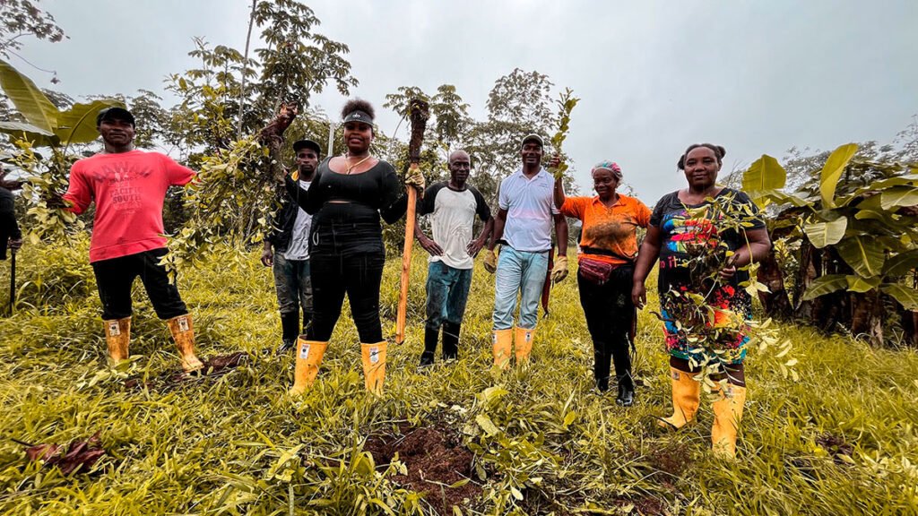 Erradicación de cultivos de uso ilícito