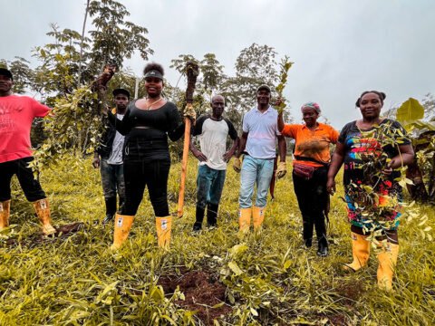 Erradicación de cultivos de uso ilícito