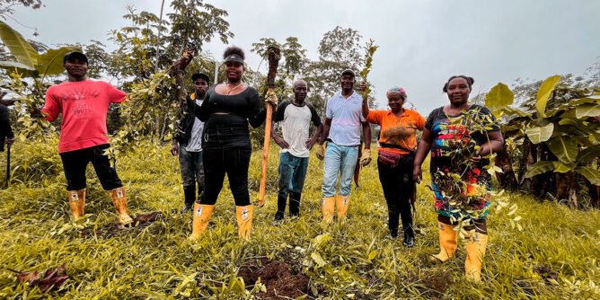 Erradicación de cultivos de uso ilícito