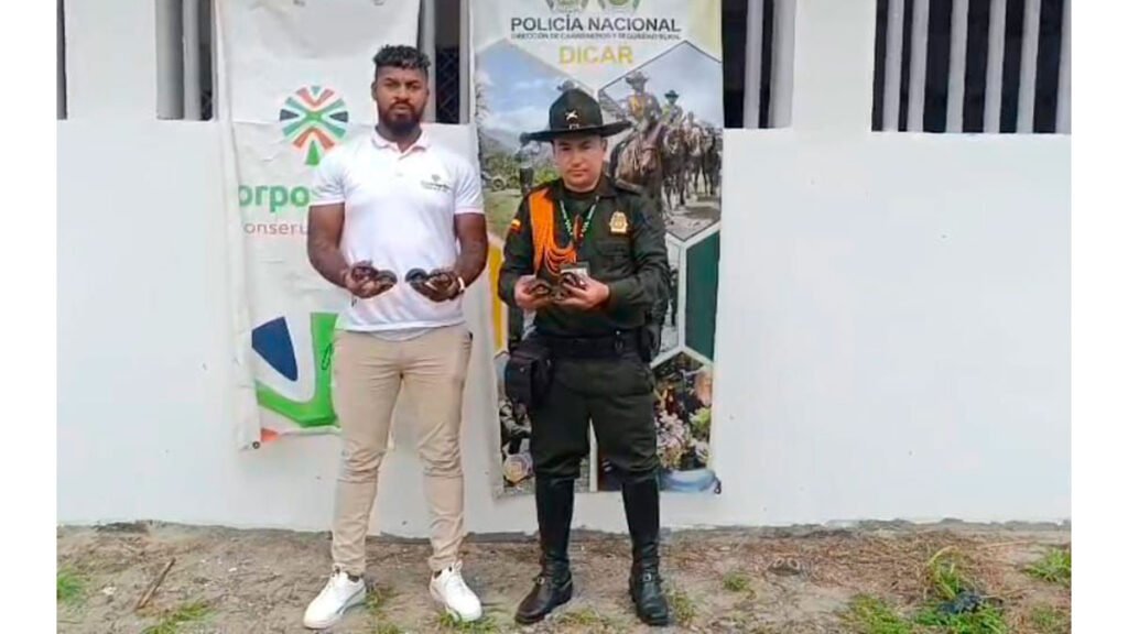 Rescate de siete tortugas cofre