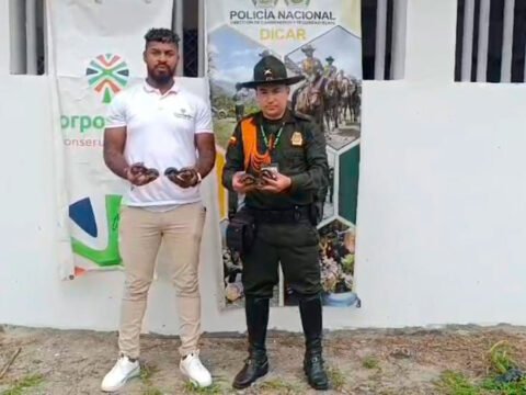 Rescate de siete tortugas cofre