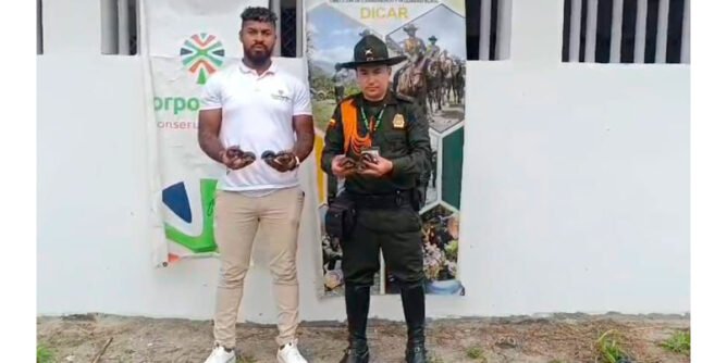 Rescate de siete tortugas cofre