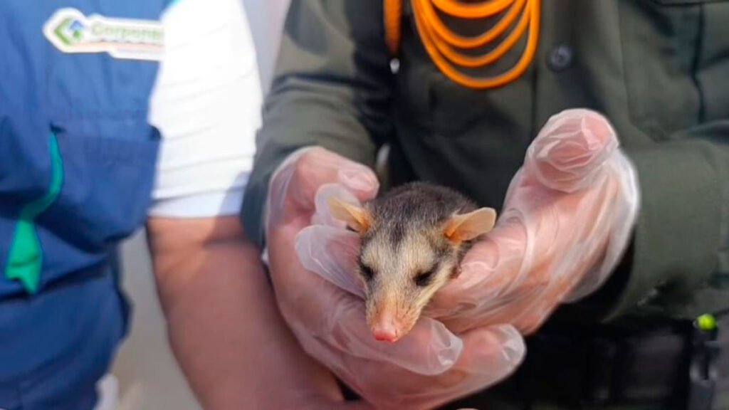 Rescate de zarigüeya