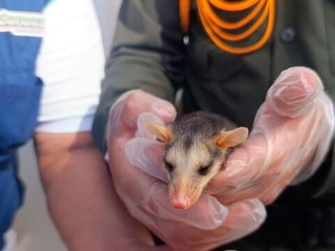 Rescate de zarigüeya