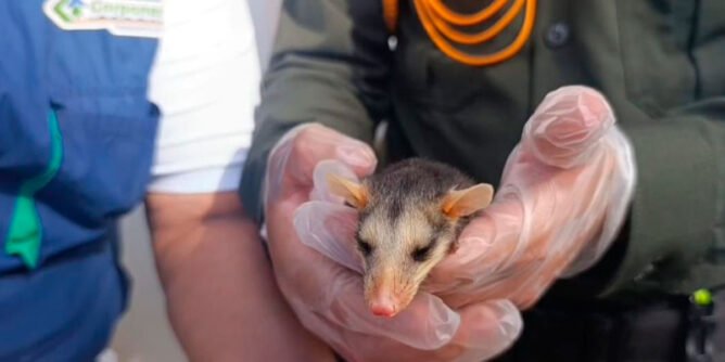 Rescate de zarigüeya