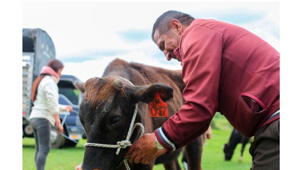 Comunidades indígenas ganaderas del sur de Nariño