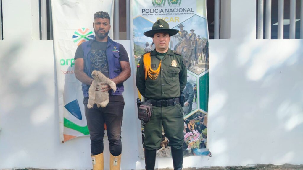 Rescatan perezoso en Tumaco