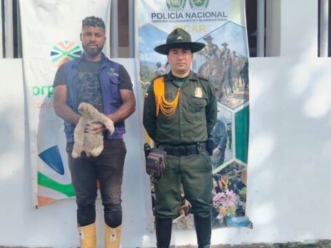 Rescatan perezoso en Tumaco