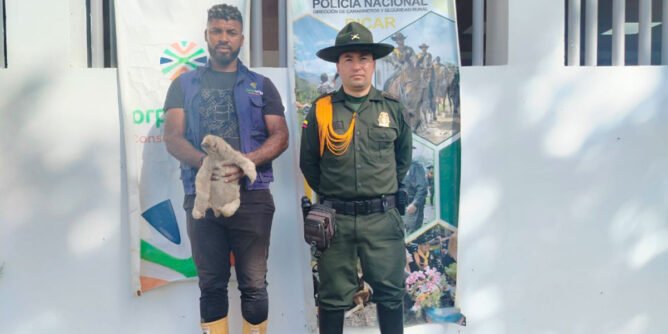 Rescatan perezoso en Tumaco